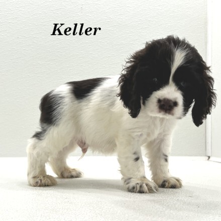 puppy, for, sale, Cocker Spaniel, Joe & Cherri  Overlease, dog, breeder, Miller, MO, dog-breeder, puppy-for-sale, forsale, nearby, find, puppyfind, locator, puppylocator, aca